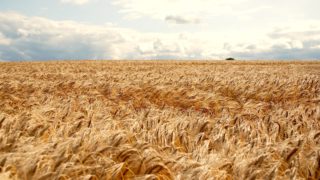 Opinion: Is new light being shed on 6-row, hybrid barleys?