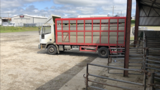 Exports of Northern Ireland lambs south continues to increase