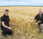 Using cattle slurry as fertiliser on growing cereal crops