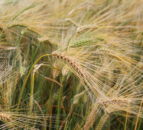 Research: Hybrid barleys could help with fertiliser costs