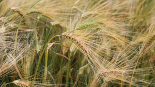 Research: Hybrid barleys could help with fertiliser costs