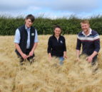Northern Ireland winter barley harvest to get underway next week
