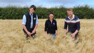 Northern Ireland winter barley harvest to get underway next week