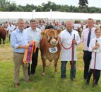 Co. Down bull among winners at Castlewellan Show