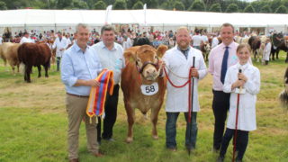 Co. Down bull among winners at Castlewellan Show