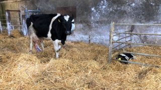 Autumn-calving: Getting ready for calves