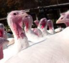 Bird flu may now be ‘endemic’ in Europe