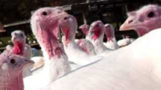 Bird flu may now be ‘endemic’ in Europe