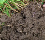 Designing root systems to reach new soil depths