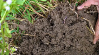 Designing root systems to reach new soil depths