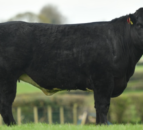 New rules see Jalex sale ‘unable to facilitate’ export of heifers to the republic