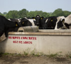 Access to water critical on dairy farms amid high temperatures