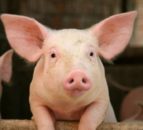AHDB to hold ASF prevention meeting