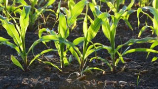 Deadline extended for the  Soil Nutrient Health Scheme