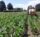 Northern Ireland’s maize acreage is by approximately 15%