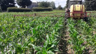 Northern Ireland’s maize acreage is by approximately 15%
