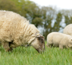New project aims to eradicate sheep scab in Wales