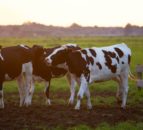 FAO: Animal health policies key in measuring emissions