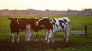 FAO: Animal health policies key in measuring emissions
