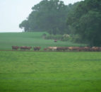 Irish PGI application will also cover Northern Ireland