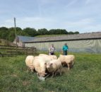 Wales and Border Ram sale to feature pedigree Charollais ewes