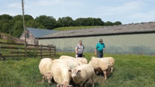 Wales and Border Ram sale to feature pedigree Charollais ewes