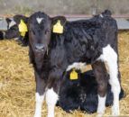 Great British Calf Week to focus on using data for farm decisions