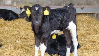 Block calving systems trend continues across GB – AHDB