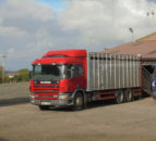 New BVD export requirements for NI cattle to ROI