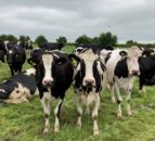 Calls for DAERA to introduce further measures to eradicate BVD