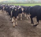 Breeding season: Time to pull the bull