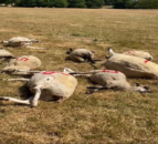 Vehicle deliberately runs over 14 sheep in north Dorset field