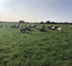 Sheep management: Giving time to put condition back on ewes