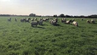 Sheep management: Giving time to put condition back on ewes