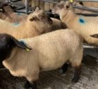 UK sheepmeat production down in June