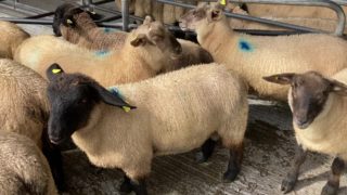 UK sheepmeat production down in June