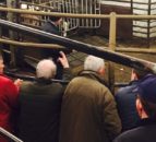 Crossmaglen Mart clamps down on unannounced anthelmintics