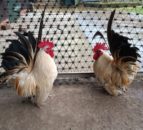 RSPCA continues its Adopter rehoming drive for farm animals