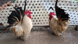 RSPCA continues its Adopter rehoming drive for farm animals