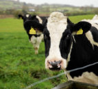 GDT price index records third decrease in a row