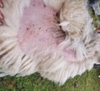 New campaign to drive down sheep scab infestations