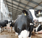Experts gather to discuss future of dairy cow monitoring