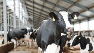 Experts gather to discuss future of dairy cow monitoring