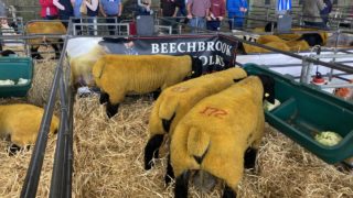 Video: €5,200 tops the trade at Suffolk premier sale at Blessington