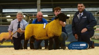 Video: Reserve champion hits 10,000gns at Suffolk premier sale in NI