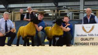 10,000gns hit 3 times at Suffolk Sheep Society NI premier sale