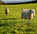 DAERA to host fluke detection trip to Scotland