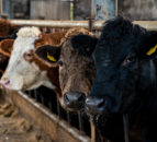 New BVD requirements for cattle exported from NI to ROI