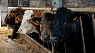 New BVD requirements for cattle exported from NI to ROI