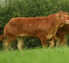 Ampertaine heifers take top prices at Ballymena Limousin sale